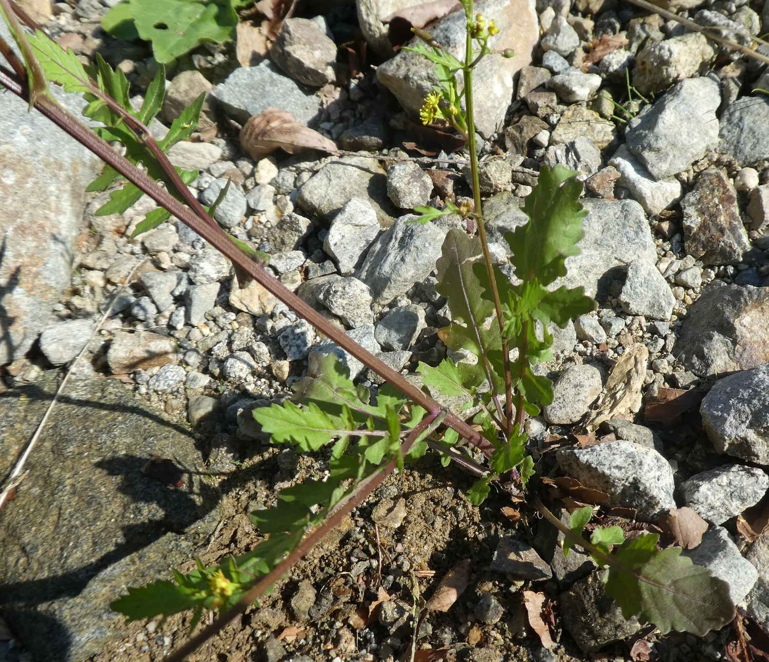 Rorippa palustris / Crescione palustre